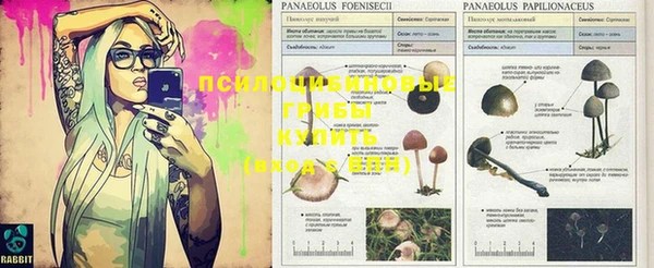 индика Нефтекумск